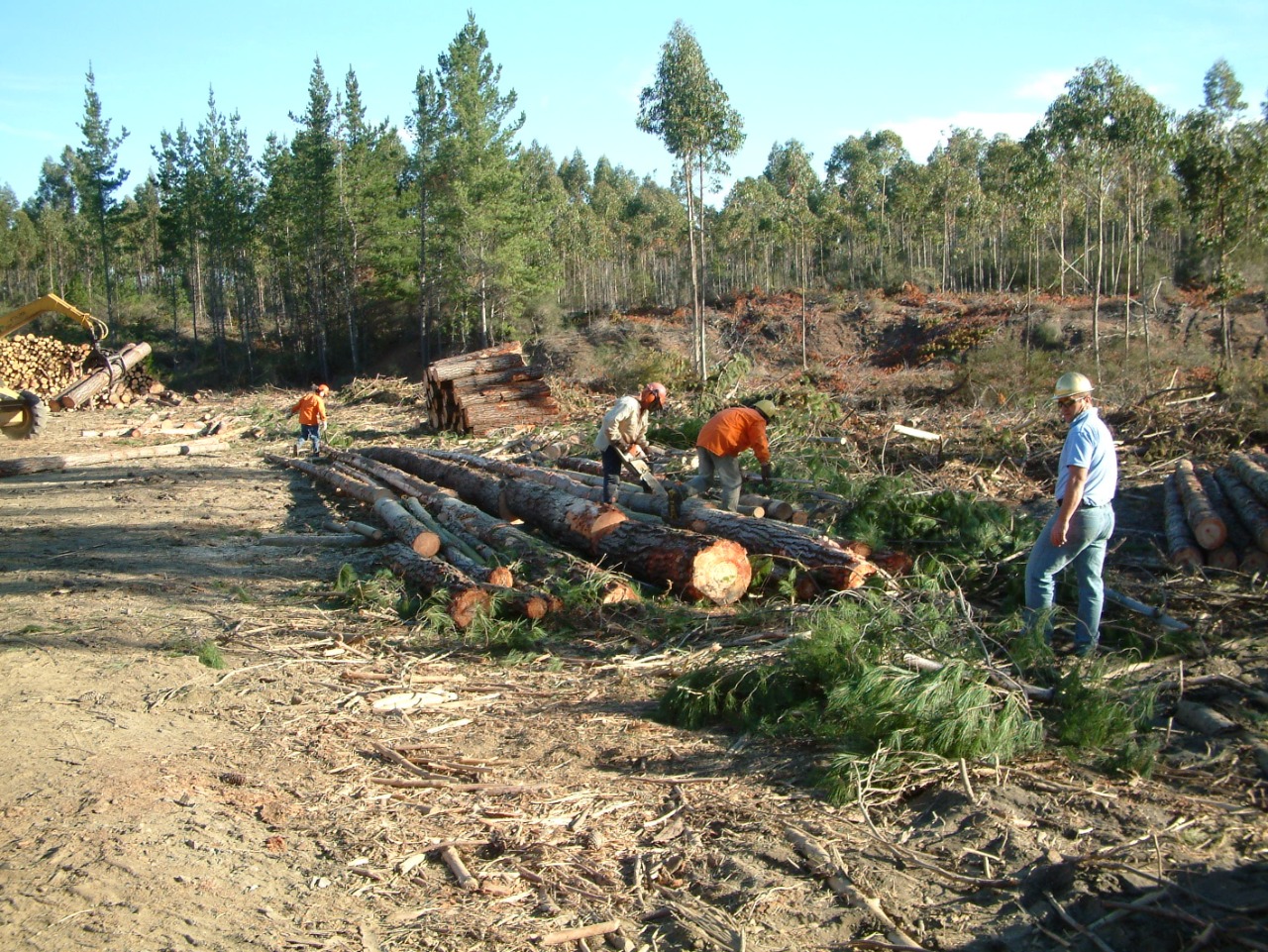 Llaman a pequeños y medianos propietarios forestales del Biobío a contratar seguro con subsidio estatal