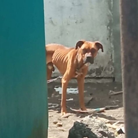 Perro que sufría desnutrición y deshidratación fue rescatado del interior de una vivienda en San Pedro de la Paz
