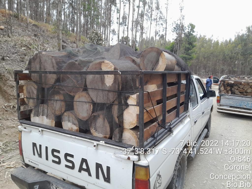 Detienen a cinco sujetos en un predio forestal de Coronel: fueron sorprendidos robando madera