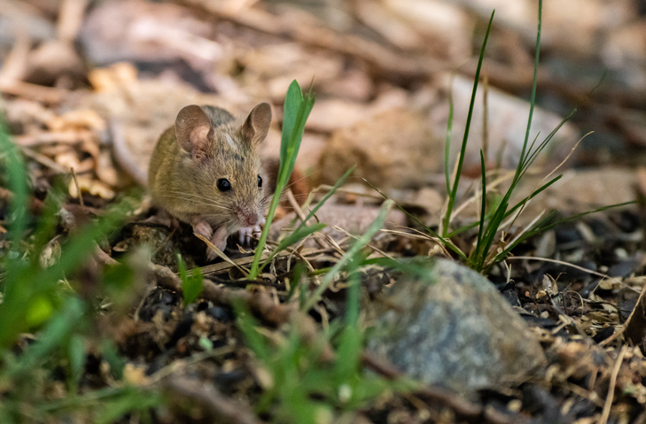 Seremi de Salud confirma dos casos de contagio del hantavirus y entrega recomendaciones para su prevención