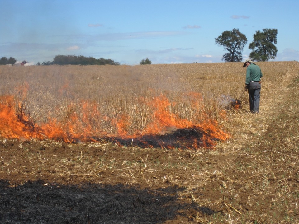 CONAF levanta prohibición de quemas agrícolas controladas en la Región del Biobío