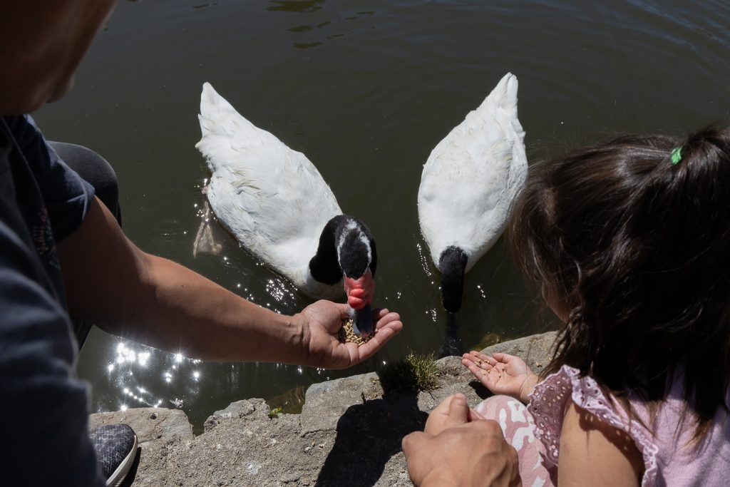 Retorna el dispensador para alimentar a las aves de Laguna de los Patos de la UdeC