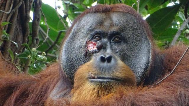 Científicos revelan que orangután se curó una herida con un ungüento que él mismo hizo