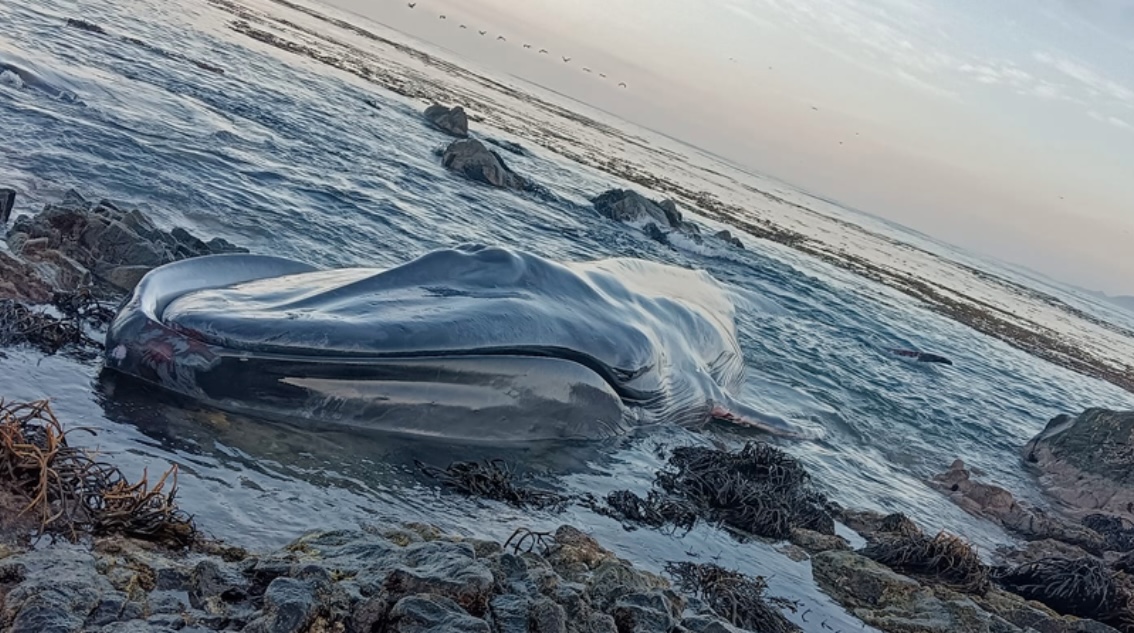 Ballena azul varada en Caleta Río Seco fallece tras llegar a la playa