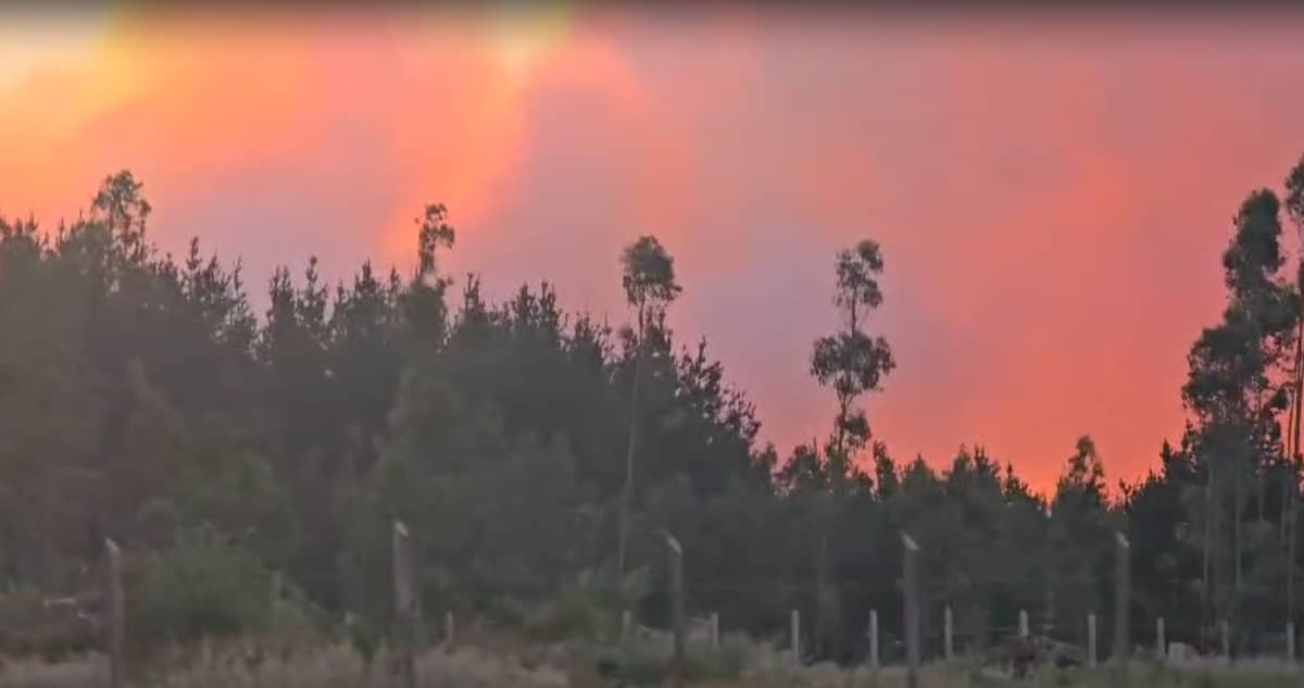 «Fue causado intencionalmente»: incendio forestal en Los Álamos consume más de 200 hectáreas