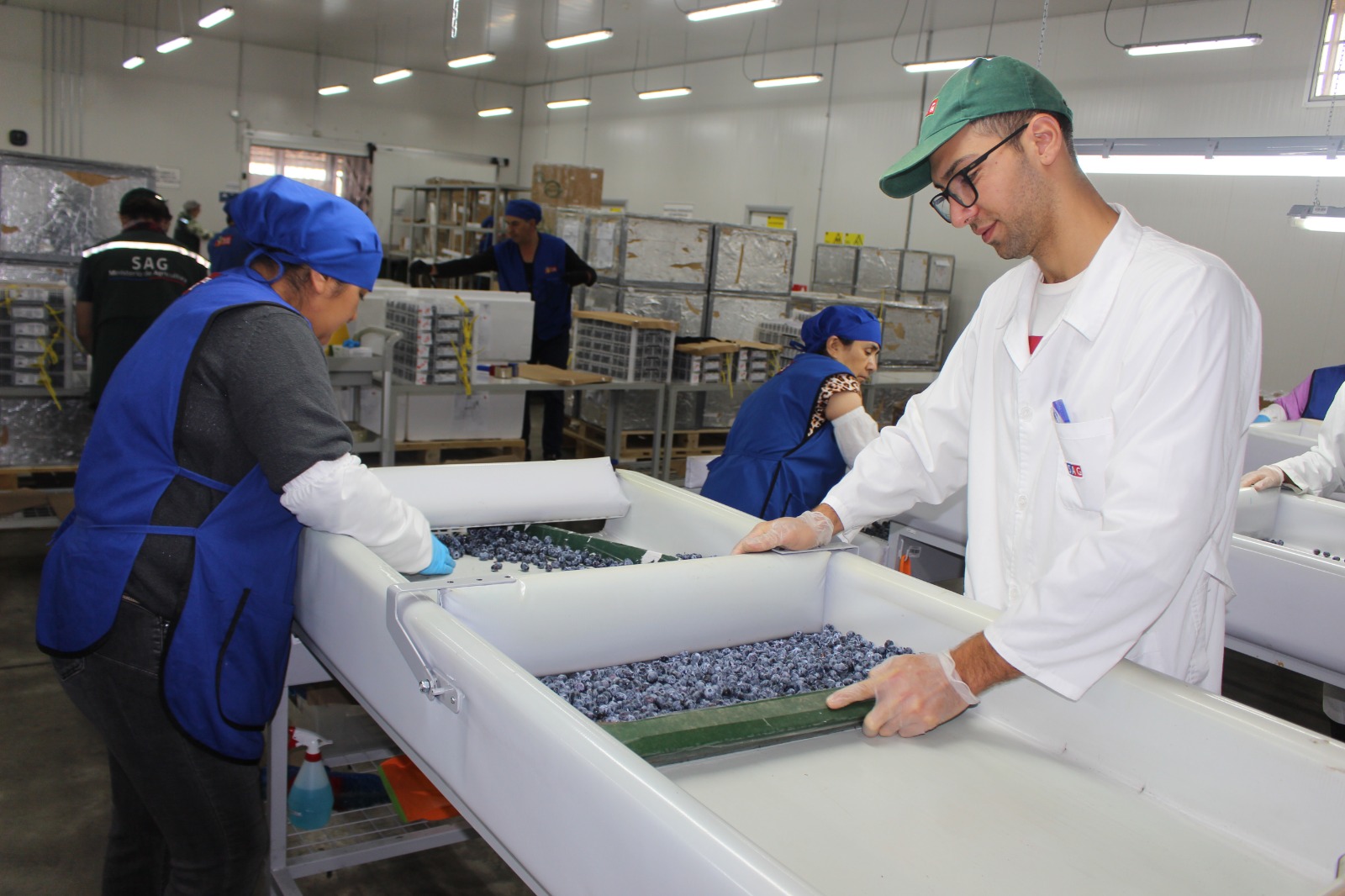 Autoridades del Agro de Biobío visitan Sitio de Inspección Fitosanitaria de Cabrero