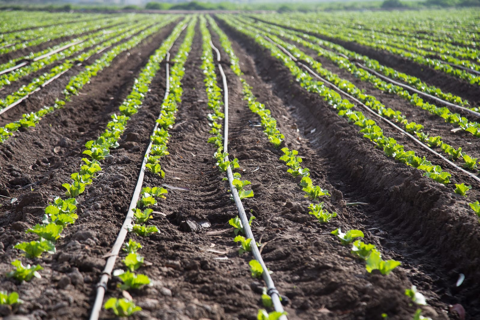 Seminario abordará proyección de la temporada invernal para el desarrollo de la agricultura
