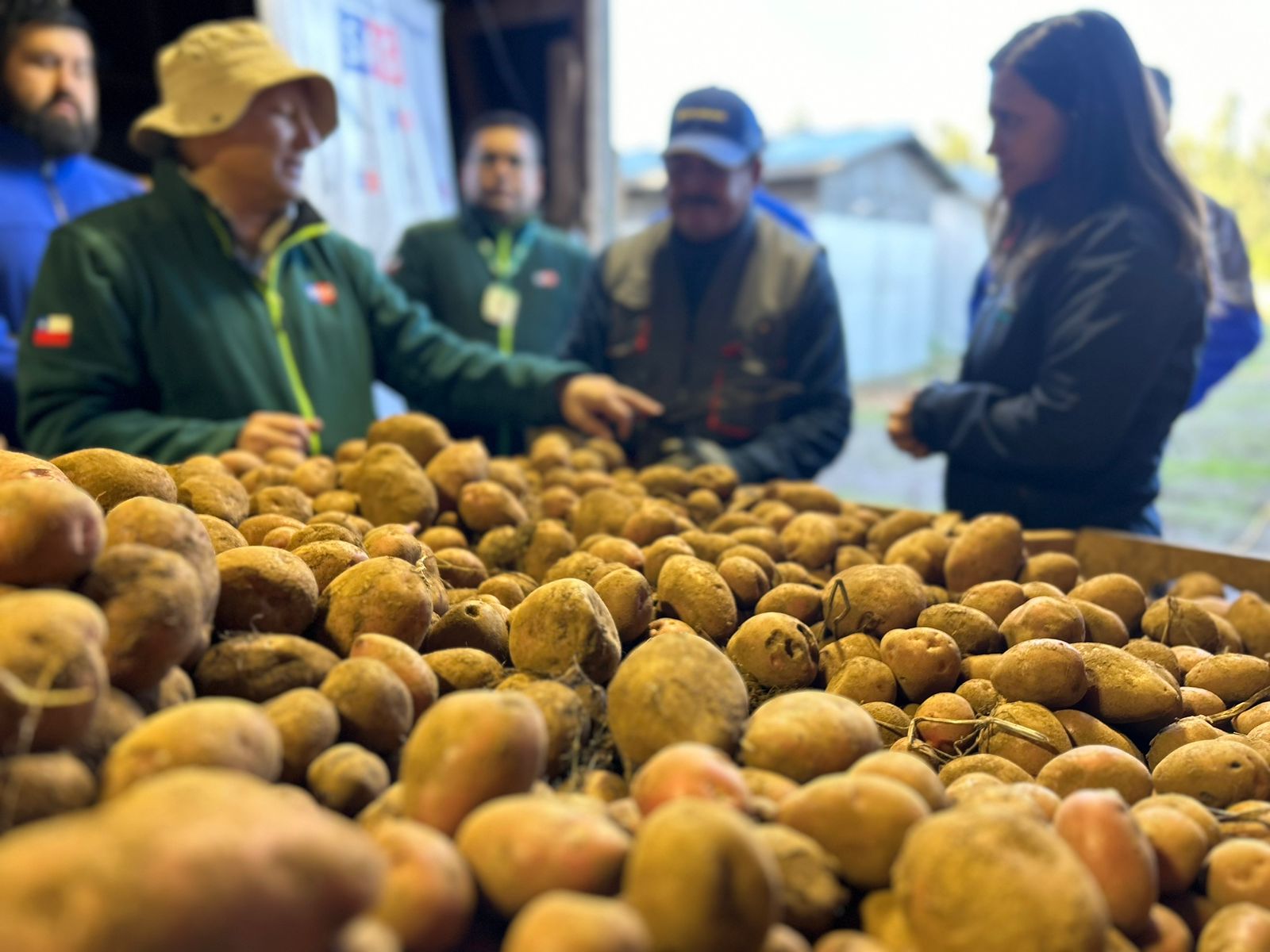 Desarrollan charla para apoyar trabajo de productores de papa en la provincia de Arauco